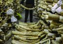 Once-off sale of ivory stockpiles acceptable