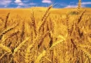 Wheat farmers squeal over high bank rates